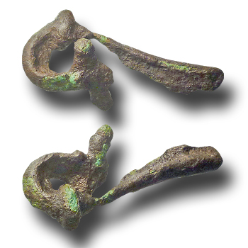 Fibula